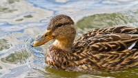 kachna duck-6675734 1280